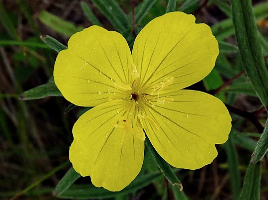 {Oenothera fruticosa}